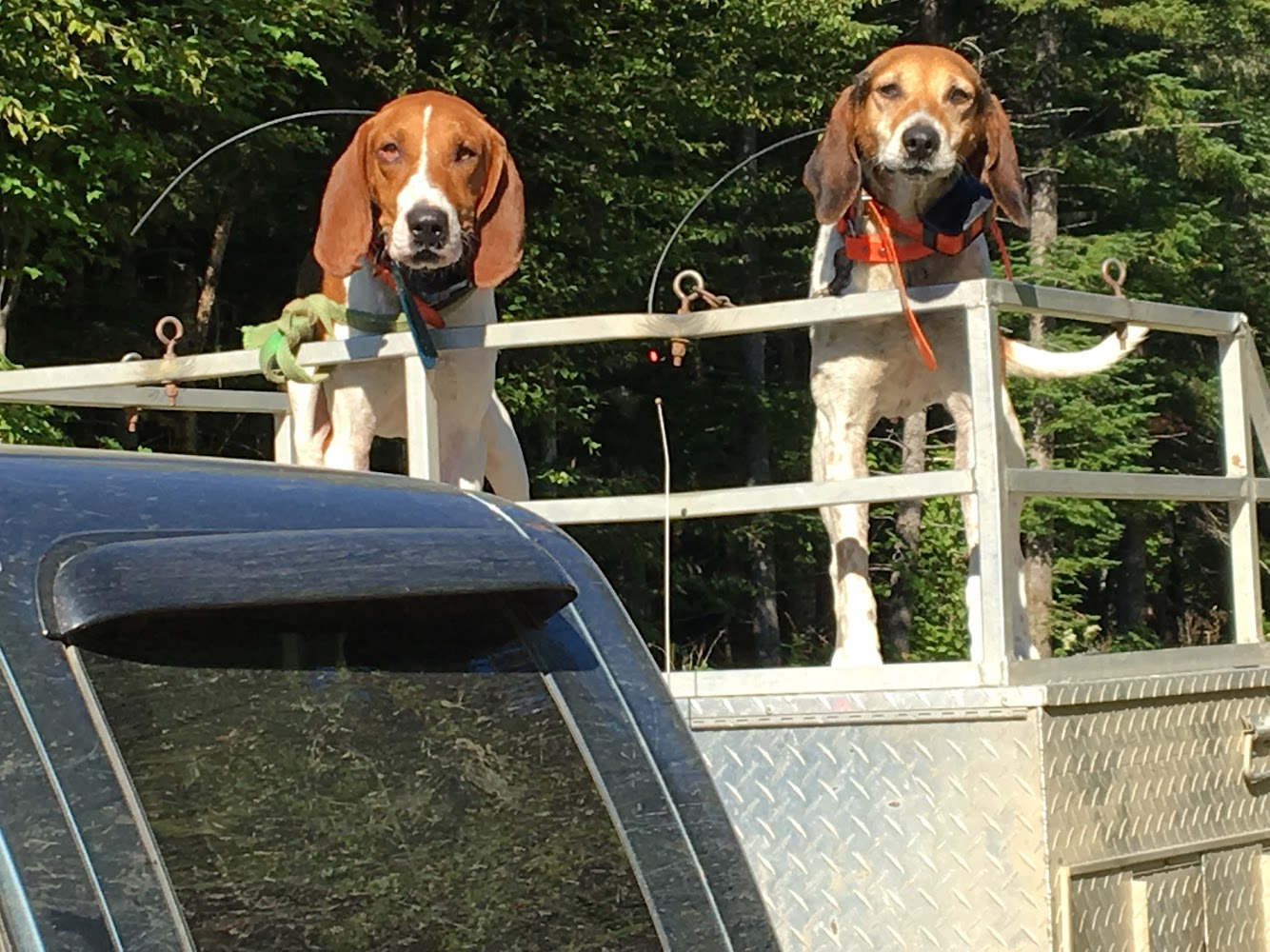 Maine Rabbit hunting, hunt rabbits in Maine Blackwater Outfitters