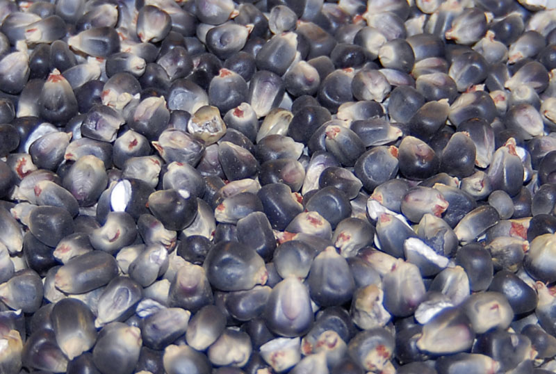 Blue Corn Cornbread The Fresh Loaf