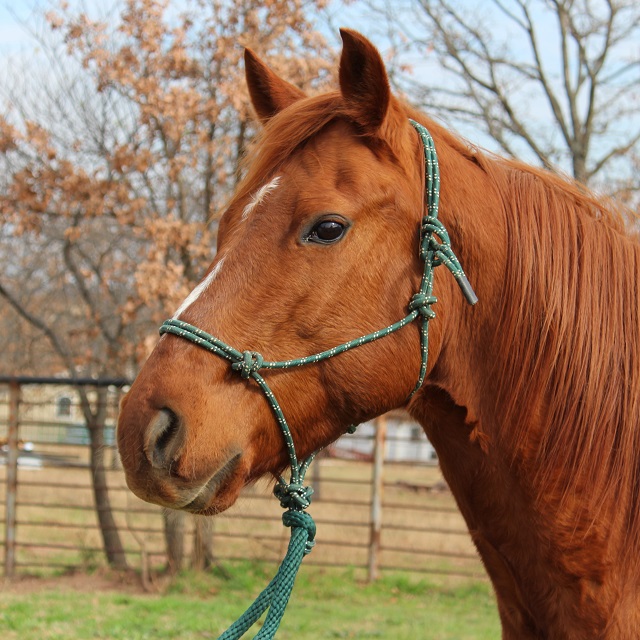 Blaze's Tribute Equine Rescue Adopted Horses