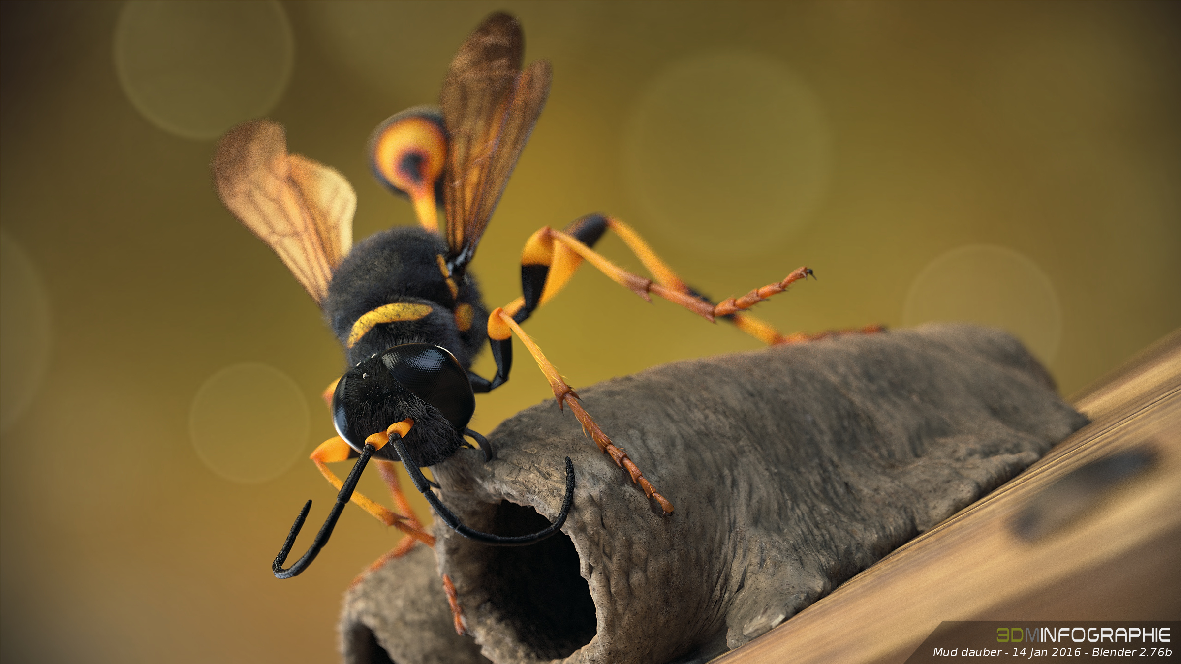 Image Mud dauber (+ time lapse) BlenderNation