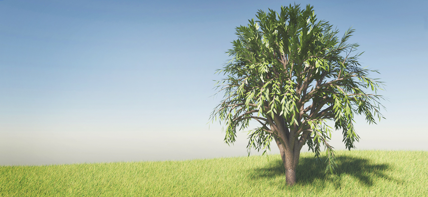 How to Create a Tree Using the Free Sapling Addon for Blender