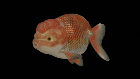 Blend Swap Ranchu Goldfish
