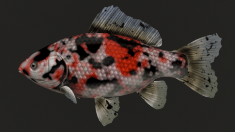Blend Swap Shubunkin Common Goldfish