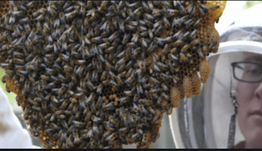 Bee Exterminator Miami Blevins Bee Removal