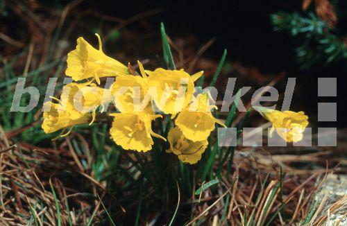 blickwinkel Reifrocknarzisse, ReifrockNarzisse (Narcissus