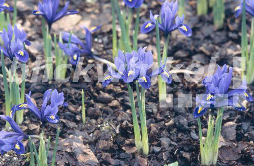 blickwinkel Zwergschwertlilie, ZwertSchwertlilie (Iris reticulata