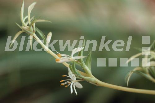blickwinkel Gruenlilie, GruenLilie, Graslilie, Gras