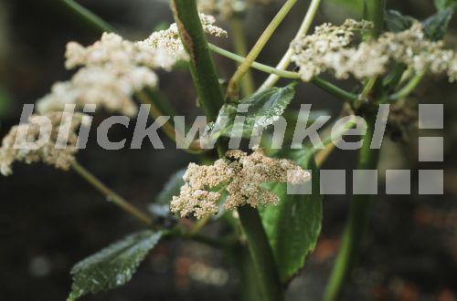 blickwinkel Kanonierblume (Pilea grandifolia), bluehend