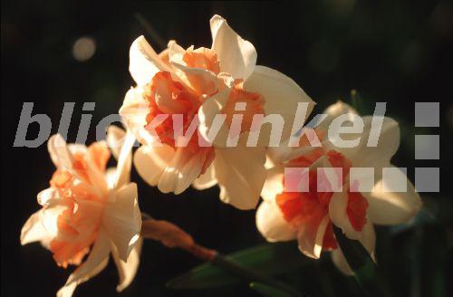 blickwinkel Narzisse, Osterglocke (Narcissus 'Pink Paradise