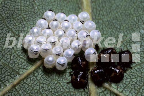 blickwinkel Baumwanze, Stinkwanze (Pentatomidae), Eier und Larven