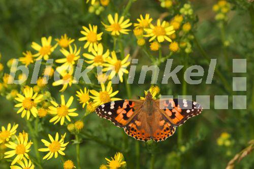 blickwinkel Distelfalter, DistelFalter (Cynthia cardui, Vanessa