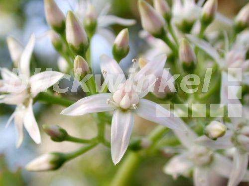 blickwinkel Dickblatt, Geldbaum, Fette Henne (Crassula