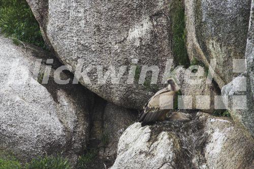 blickwinkel Gaensegeier (Gyps fulvus), Altvogel mit Jungtier am Nest