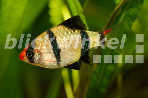 blickwinkel Vierguertelbarbe, VierguertelBarbe, Borneobarbe, Borneo