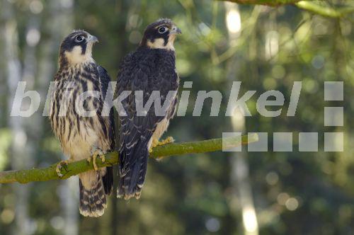 blickwinkel Baumfalke, BaumFalke (Falco subbuteo), auf einem Ast