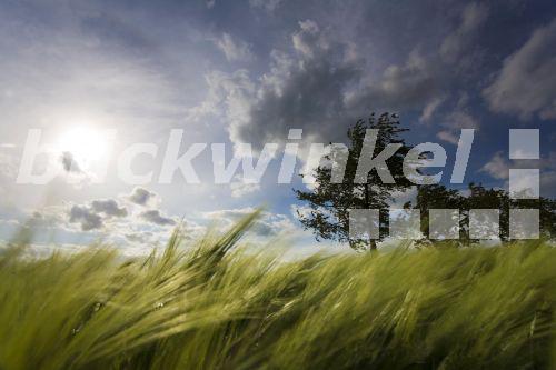 blickwinkel Gerste (Hordeum vulgare), Getreidefeld mit bewoelktem
