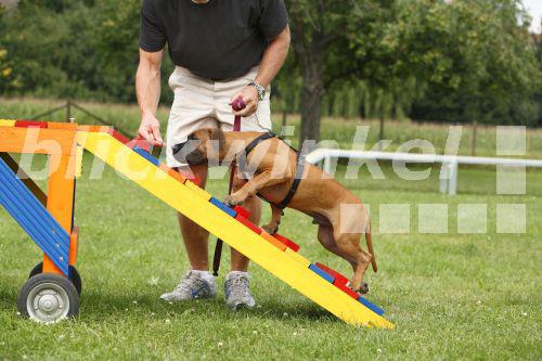 blickwinkel Staffordshire Bull Terrier, Staffordshire Bullterrier