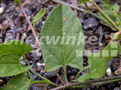 blickwinkel AckerWinde, Ackerwinde (Convolvulus arvensis), Blatt