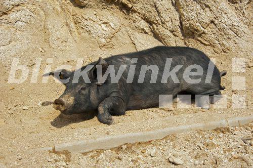 blickwinkel Hausschwein, HausSchwein (Sus scrofa f. domestica
