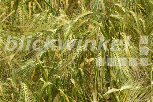 blickwinkel Gerste (Hordeum vulgare), reife Aehren, Deutschland