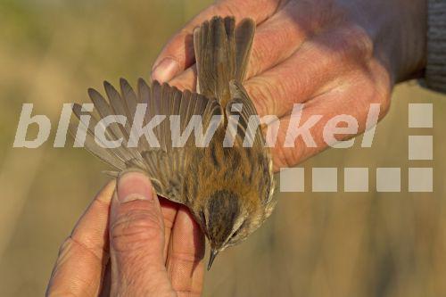 blickwinkel Mariskensaenger, MariskenSaenger