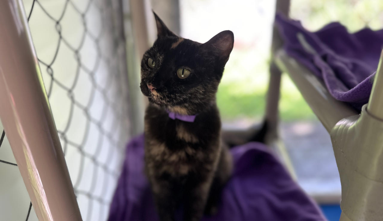 Blind Cat Rescue is a life time care sanctuary for blind, FIV