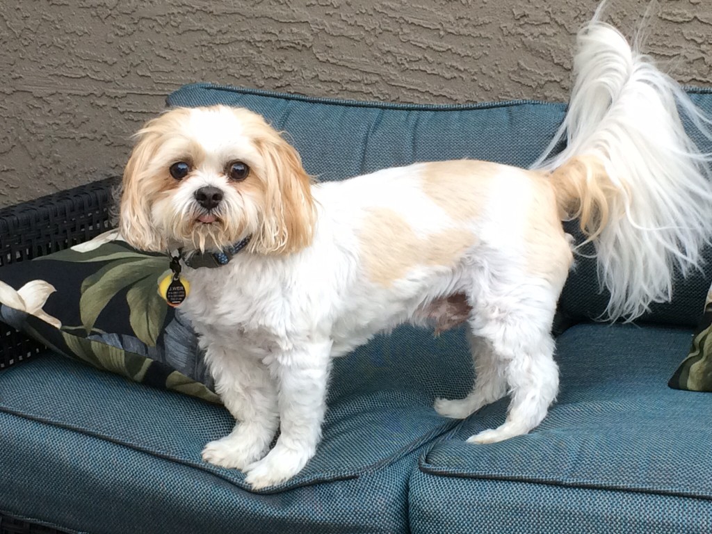 Chase Alan Shih Tzu Blind Dog Support For Owners of Blind Dogs