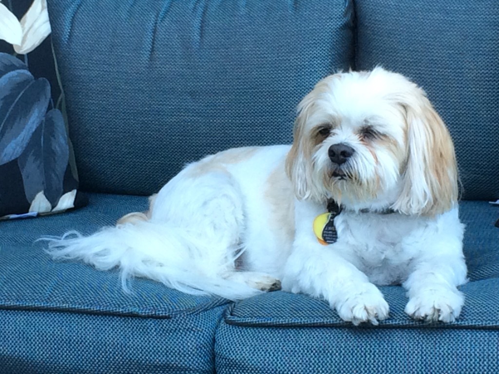 Chase Alan Shih Tzu Blind Dog Support For Owners of Blind Dogs
