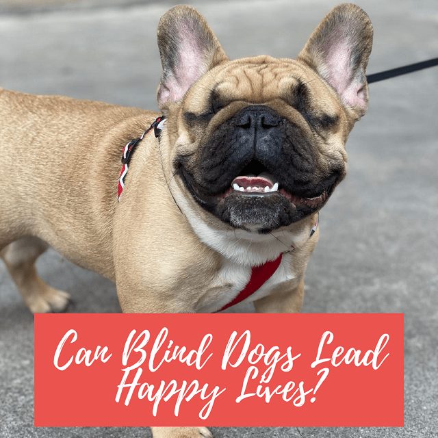 Blind Paws Can Blind Dogs Lead Happy Lives?