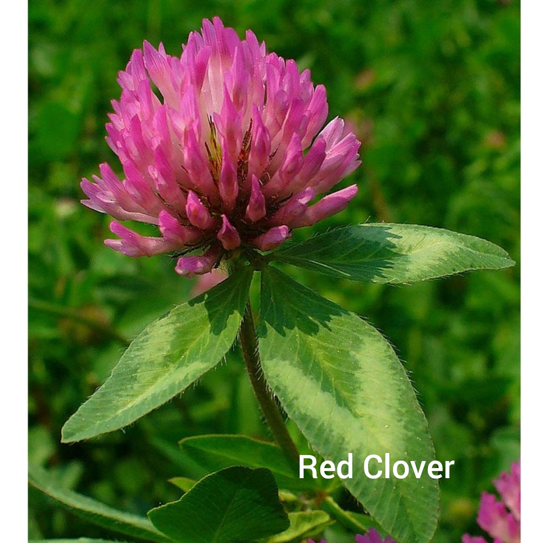 Red Clover Blind Trapper Holistic Foods