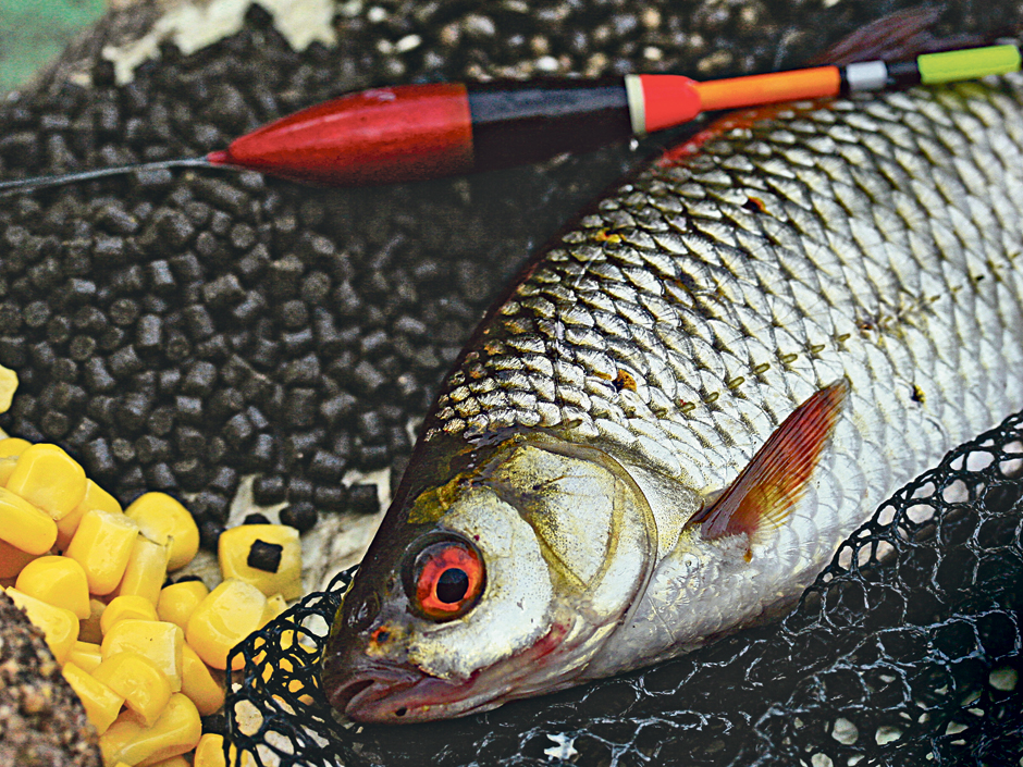 Die besten Köder zum Rotaugenangeln für das ganze Jahr BLINKER