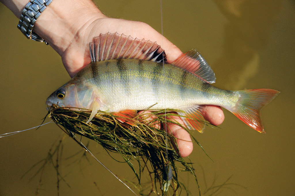 Steckbrief Barsch BLINKER