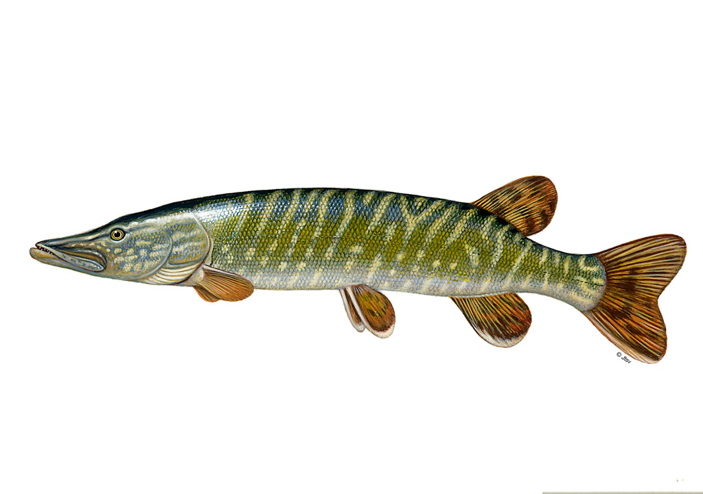 Hecht Rezept: Räuber im Gemüse - BLINKER