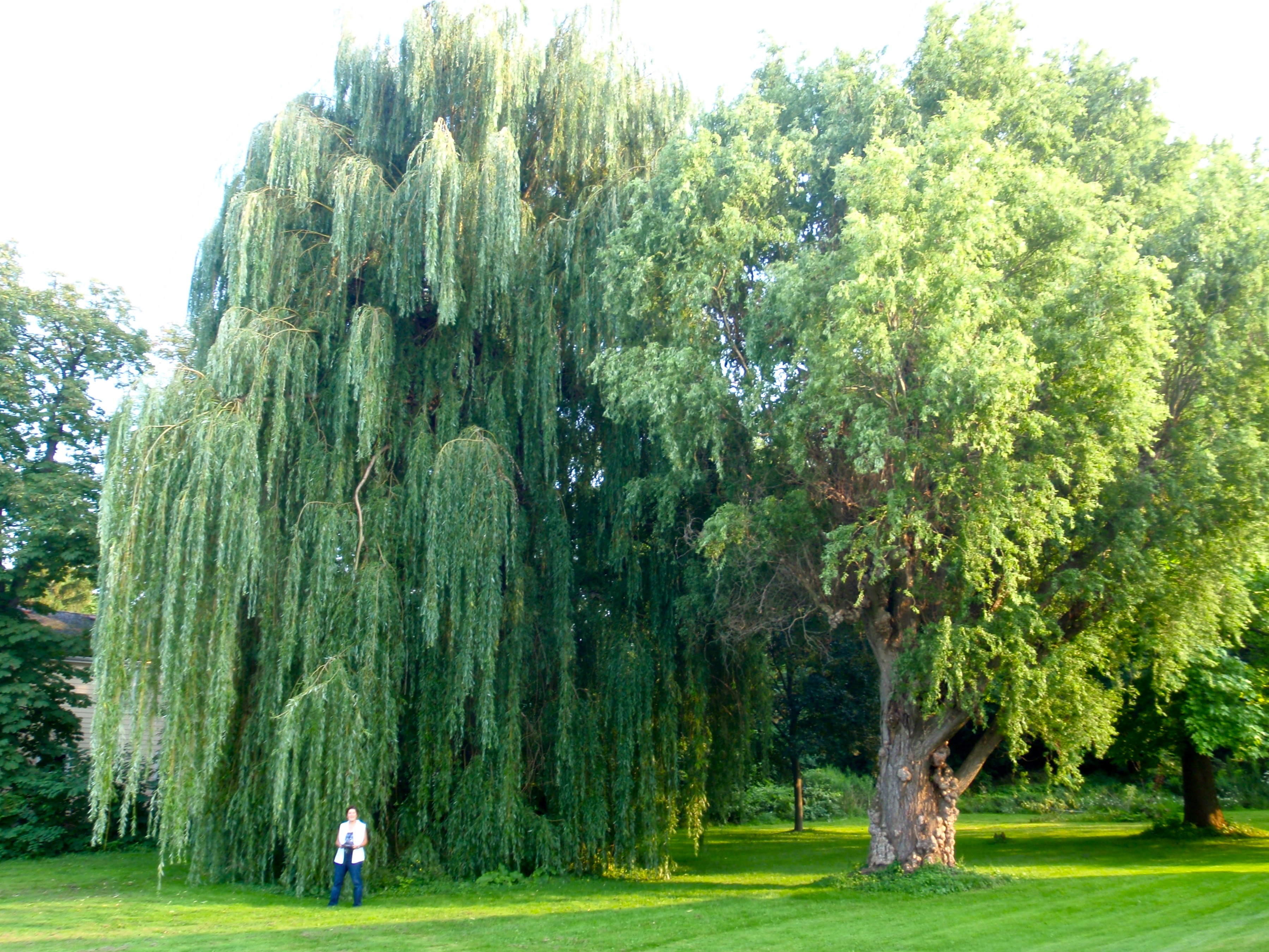 Huge willow in NotL Ben Littauer / Kathy Kerby Our Personal Web Site
