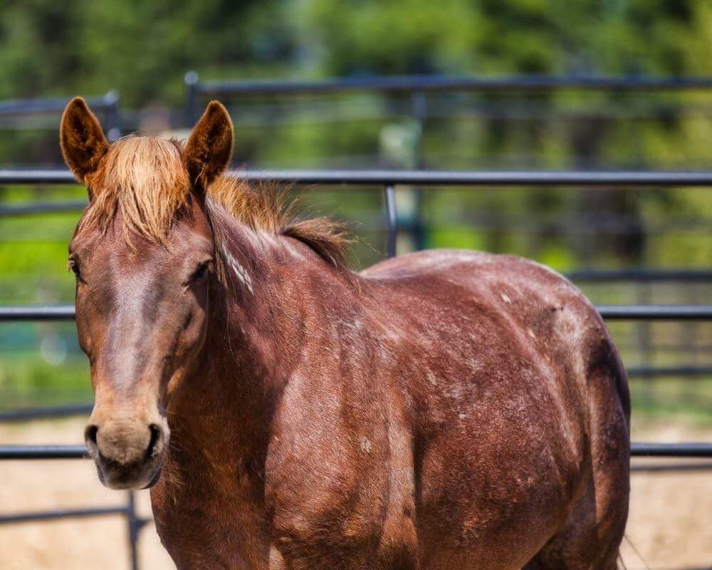 Wild Horse and Burro event coming to Missoula Fairgrounds Bureau of