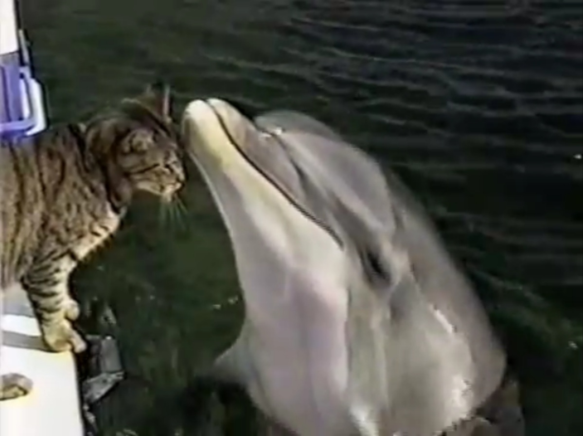 Video Rencontre Entre Un Chat Et Des Dauphins