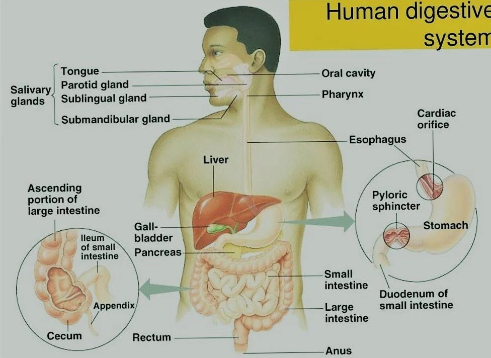 Which Is Not An Accessory Organ Of The Digestive System designpref