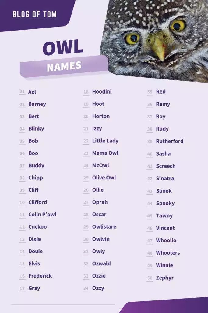 Owl Names (500+ Cute & Cool, Male & Female Ideas)