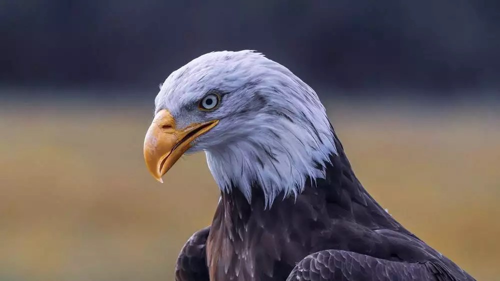 Eagle Names (257 Best, Good, & Cool Name Ideas)