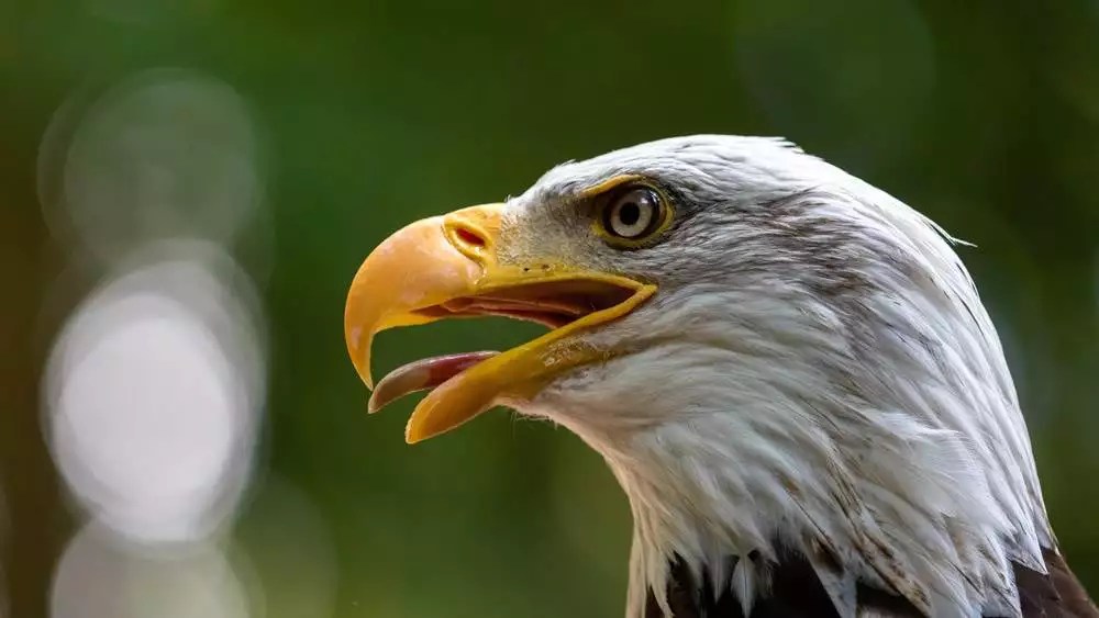 Eagle Names (257 Best, Good, & Cool Name Ideas)