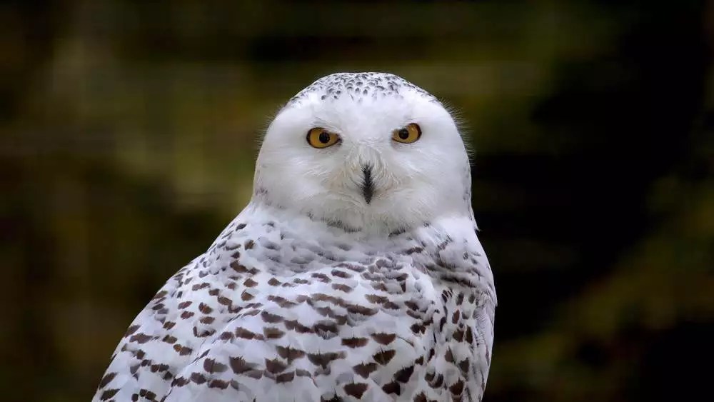 Owl Names (500+ Cute & Cool, Male & Female Ideas)