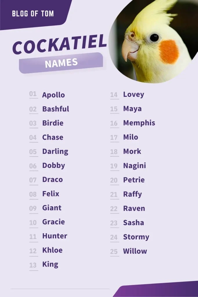 487+ Cockatiel Names (Awesome Male & Female Ideas)
