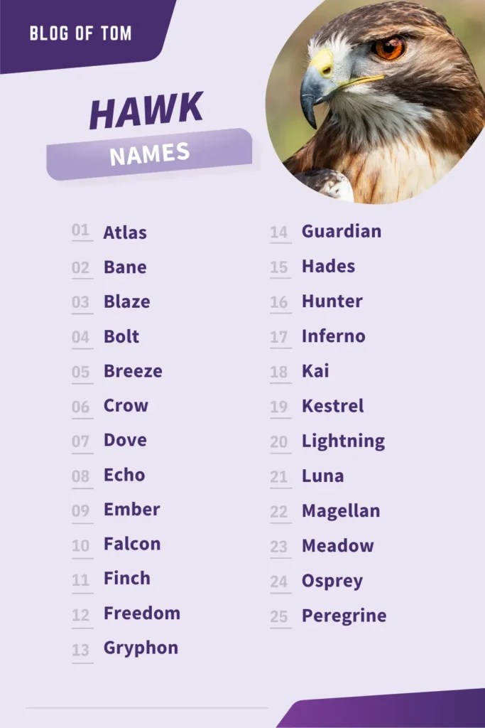 149+ Falcon And Hawk Names (Awesome Naming Ideas)
