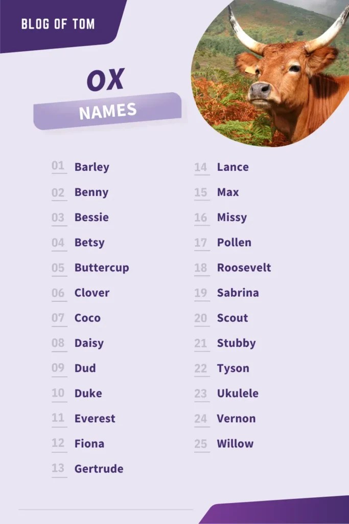 191+ Ox Names (Cute & Creative Naming Ideas For A Pet Ox)