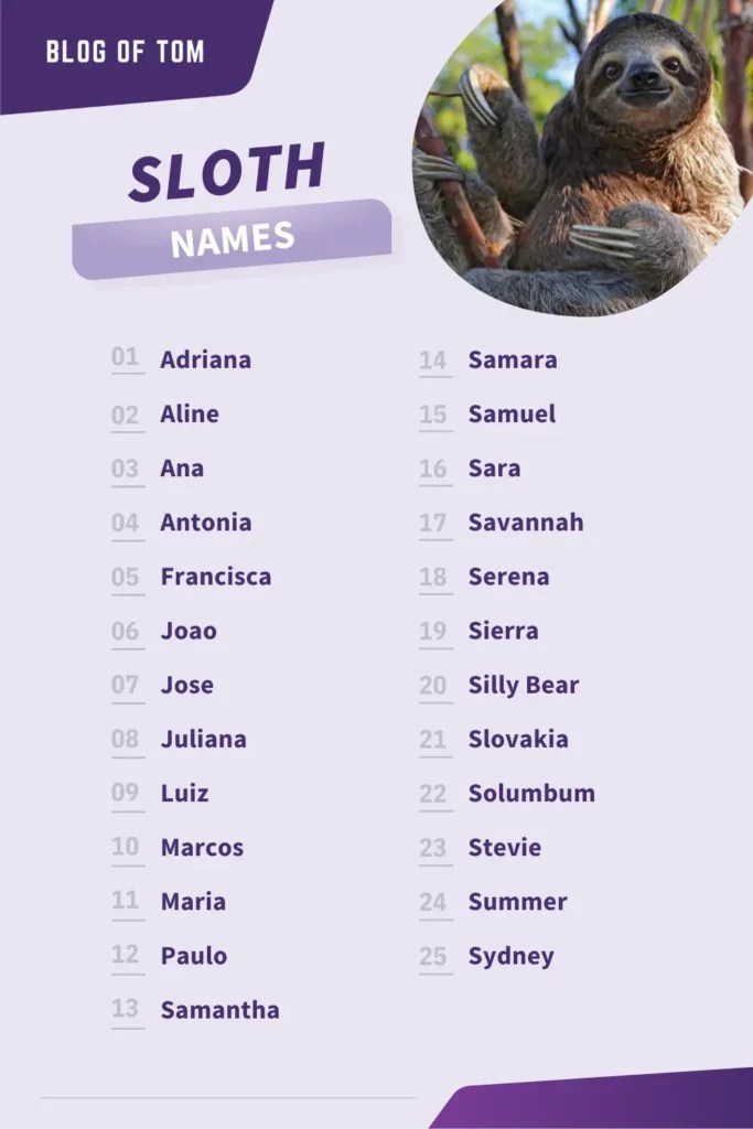 169+ Super Sloth Names (Good, Cute & Funny Naming Ideas)