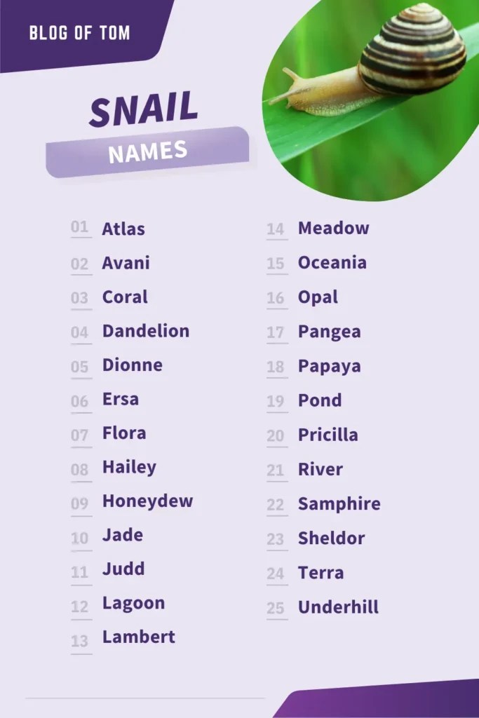 189+ Snail Names (BEST Ideas For 2024!) Blog Of Tom
