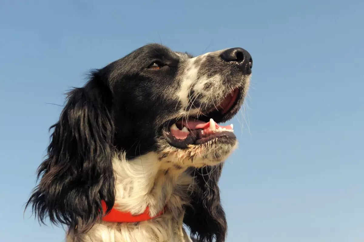 449+ Springer Spaniel Names (BEST Picks For 2024!)