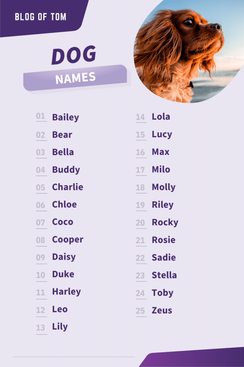 639+ Common Dog Names (BEST 2024 Options) Blog Of Tom