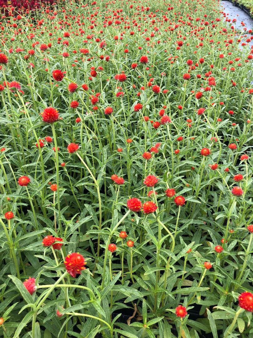 Gomphrena Strawberry Fields BloomMasters