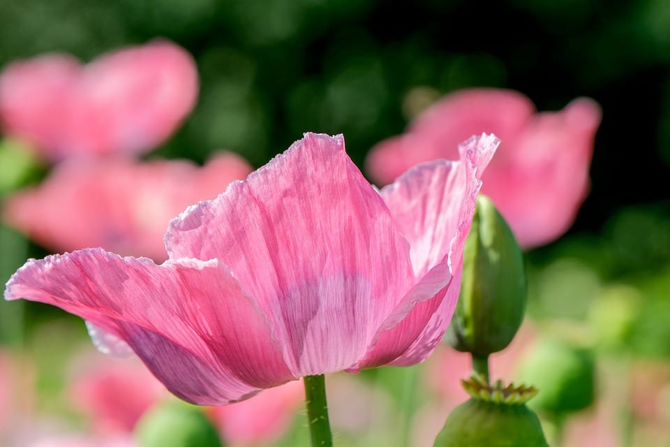 10 of the Easiest Flowers to Grow Blooming Anomaly